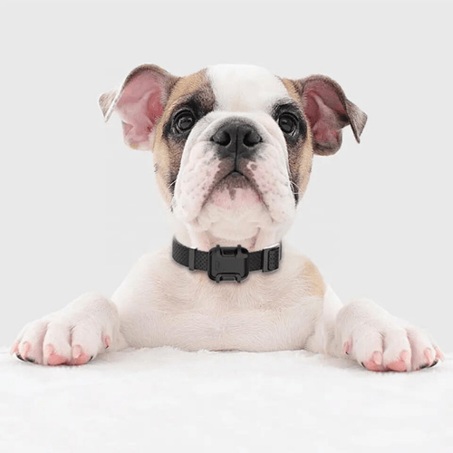 Hospitality Enviro Tech Pets GPS Tracker - Image 7