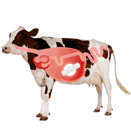 LoRaWAN Smart Rumen Bolus For Cattle Temperature And Activity - Hospitality Enviro Tech - Image 2